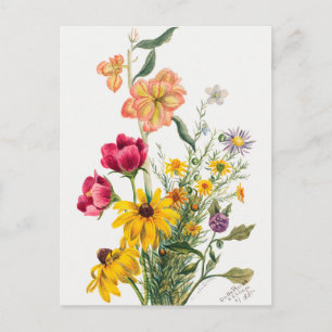 Carte Postale Illustration botanique vintage