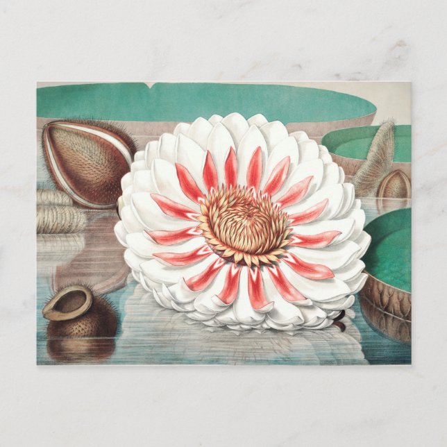 Carte Postale Illustration botanique vintage (Devant)