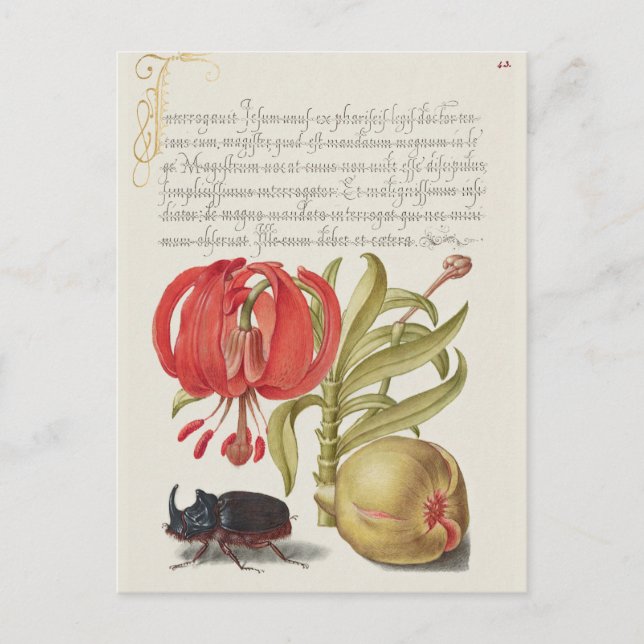 Carte Postale Illustration botanique vintage (Devant)