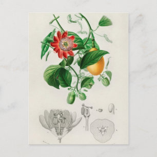 Carte Postale Illustration botanique vintage