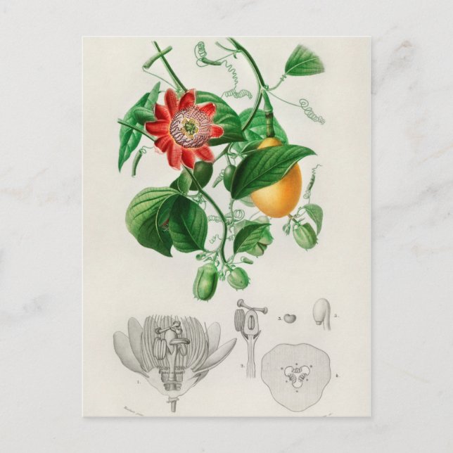 Carte Postale Illustration botanique vintage (Devant)