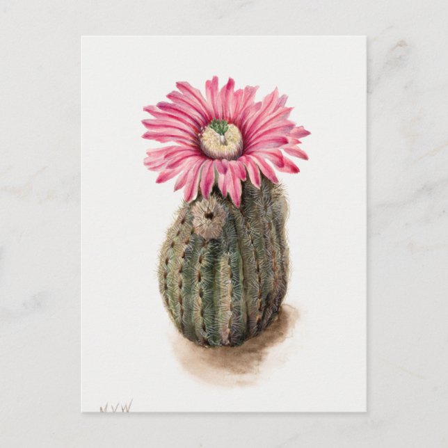 Carte Postale Illustration botanique vintage (Devant)