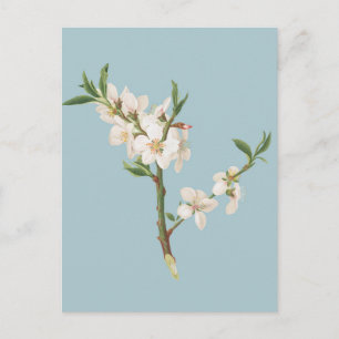 Carte Postale Illustration botanique vintage