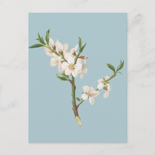 Carte Postale Illustration botanique vintage (Devant)