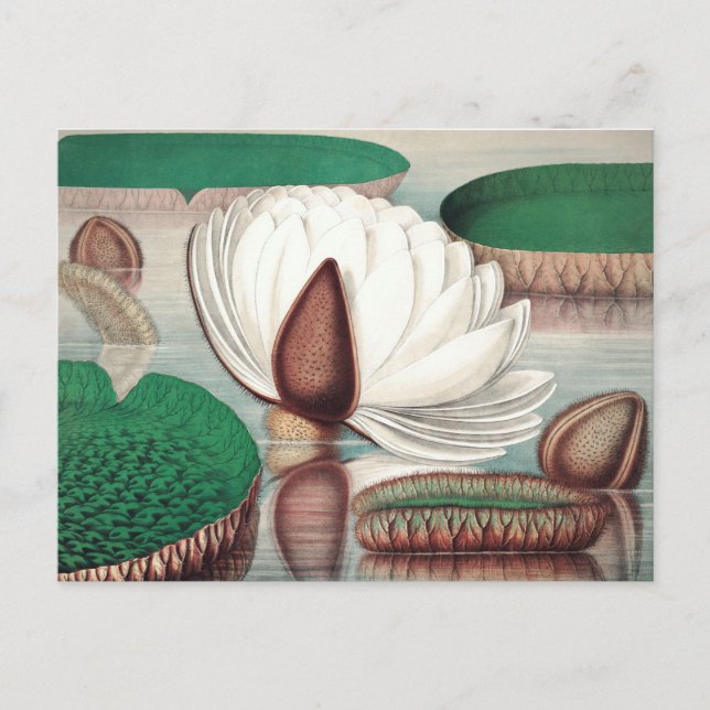 Carte Postale Illustration botanique vintage (Devant)