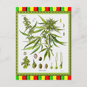 Carte Postale Illustration botanique vintage, 1897 - Une mauvais