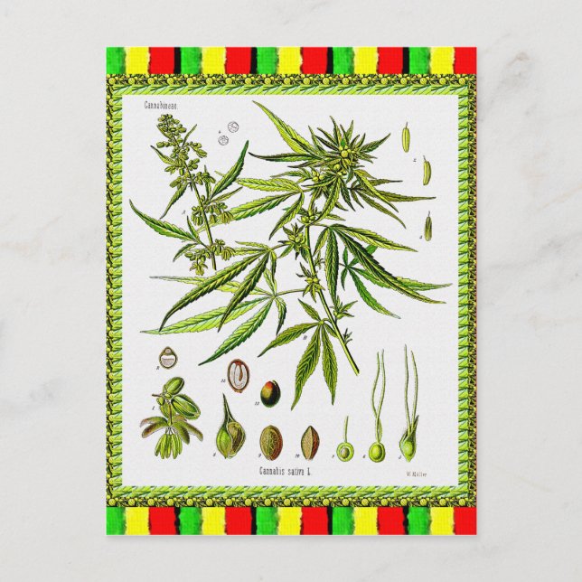 Carte Postale Illustration botanique vintage, 1897 - Une mauvais (Devant)