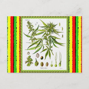 Carte Postale Illustration botanique vintage, 1897 - Une mauvais