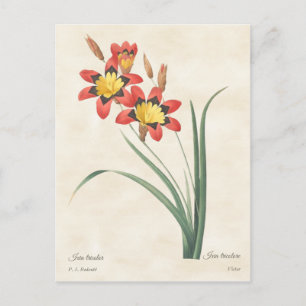 Carte Postale Illustration botanique Vintage Arlequin Flower