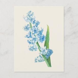 Carte Postale Illustration botanique vintage Blue Hyacinth