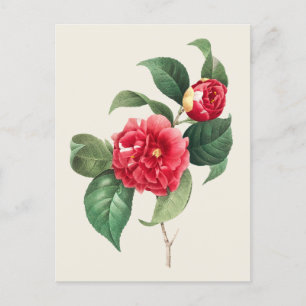 Carte Postale Illustration botanique vintage Camellia Japonica