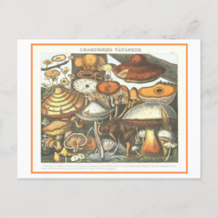 Carte Postale Illustration botanique vintage Champignons poisonn