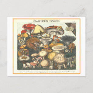 Carte Postale Illustration botanique vintage Champignons poisonn
