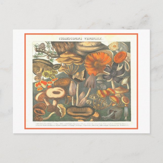 Carte Postale Illustration botanique vintage Champignons poisonn (Devant)