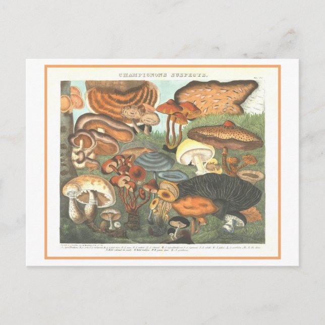 Carte Postale Illustration botanique vintage "Champignons suspec (Devant)