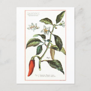 Carte Postale Illustration botanique Vintage de Cayenne Pepper