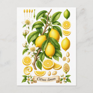 Carte Postale Illustration botanique vintage de citron