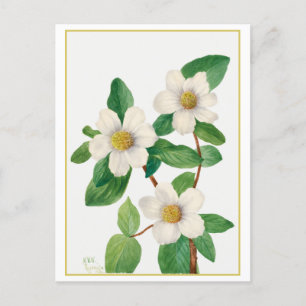 Carte Postale Illustration botanique Vintage de Dogwood du Pacif