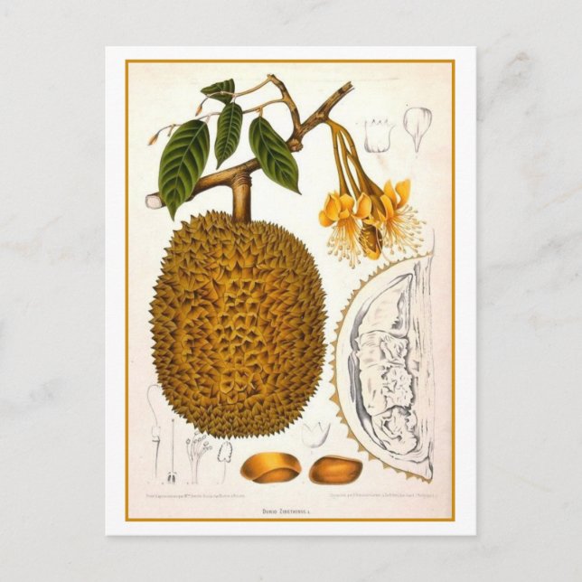 Carte Postale Illustration botanique vintage de Durian (Devant)