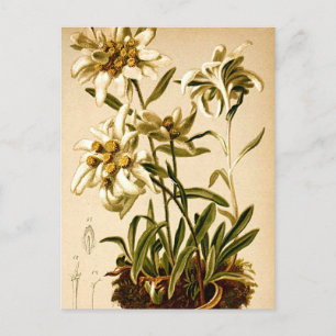 Carte Postale Illustration botanique vintage de fleurs d'edelwei