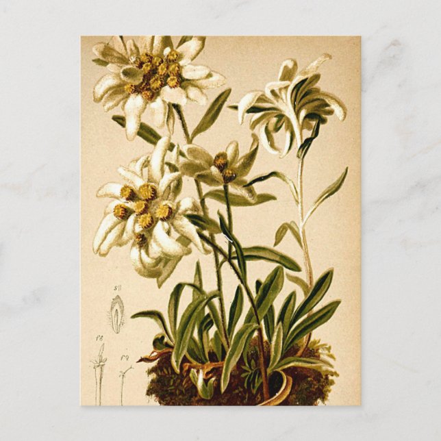 Carte Postale Illustration botanique vintage de fleurs d'edelwei (Devant)