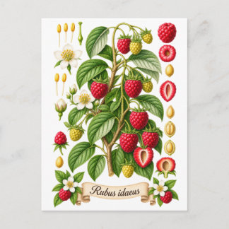 Carte Postale Illustration botanique vintage de framboise