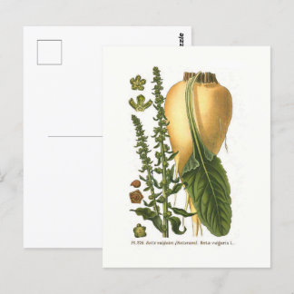 Carte Postale Illustration botanique Vintage de la betterave suc