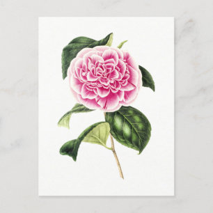 Carte Postale Illustration botanique vintage de la Camellia rose