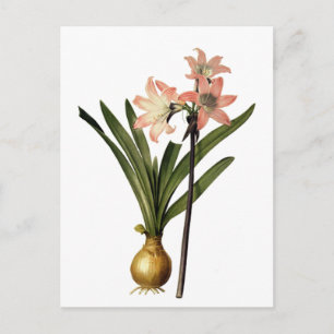 Carte Postale Illustration botanique vintage de lys roses, Redou