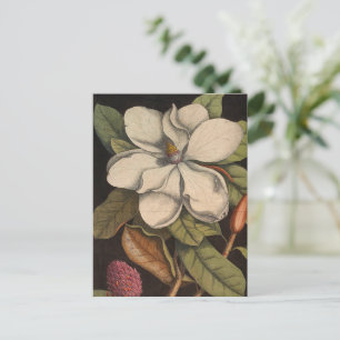 Carte Postale Illustration botanique vintage de Magnolia blanc