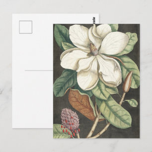 Carte Postale Illustration botanique vintage de magnolia de Cate