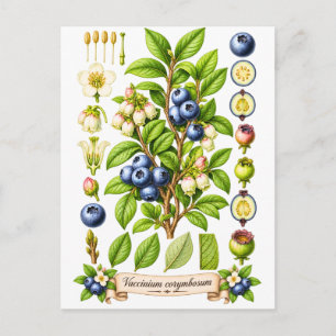 Carte Postale Illustration Botanique Vintage de Myrtille
