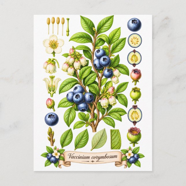 Carte Postale Illustration Botanique Vintage de Myrtille (Devant)