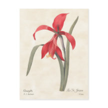 Illustration botanique Vintage de Red Amaryllis