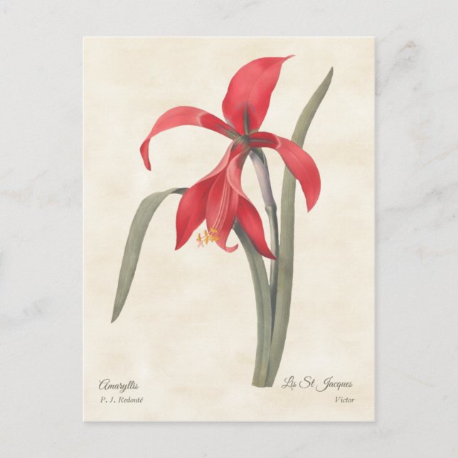 Carte Postale Illustration botanique Vintage de Red Amaryllis (Devant)