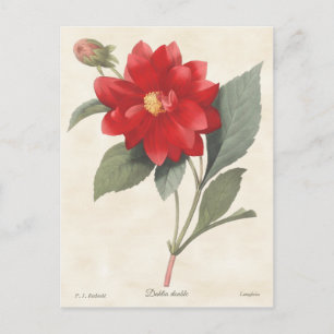 Carte Postale Illustration botanique Vintage de Red Dahlia