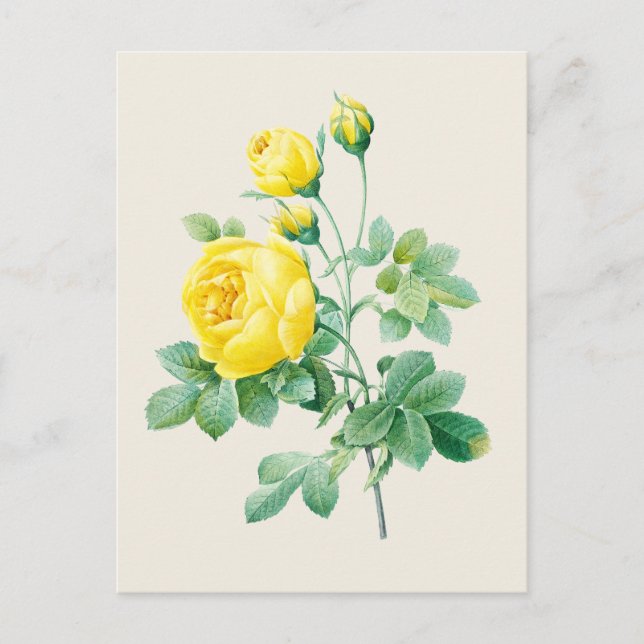 Carte Postale Illustration botanique vintage de rose jaune (Devant)