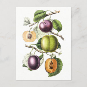 Carte Postale Illustration botanique vintage des prunes