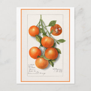 Carte Postale Illustration botanique vintage d'oranges
