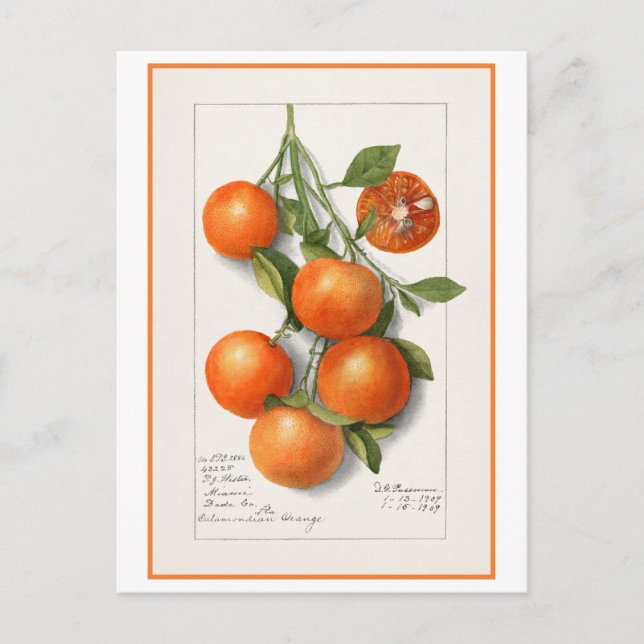 Carte Postale Illustration botanique vintage d'oranges (Devant)