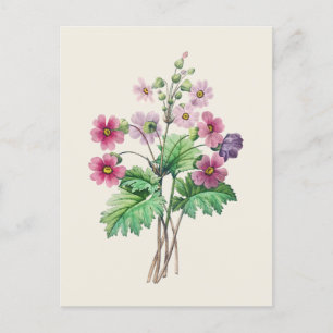 Carte Postale Illustration botanique vintage du primo-rose