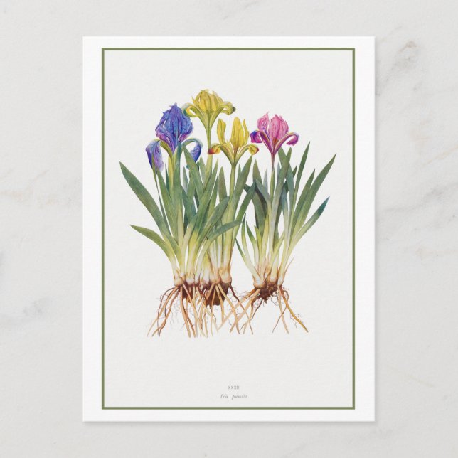 Carte Postale Illustration botanique vintage Iris (Devant)