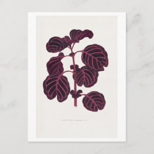 Carte Postale illustration botanique vintage pourpre