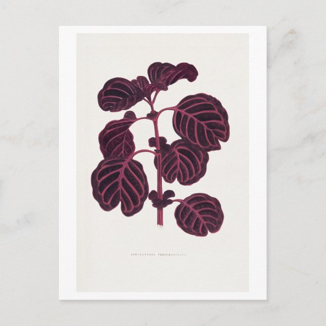 Carte Postale illustration botanique vintage pourpre (Devant)