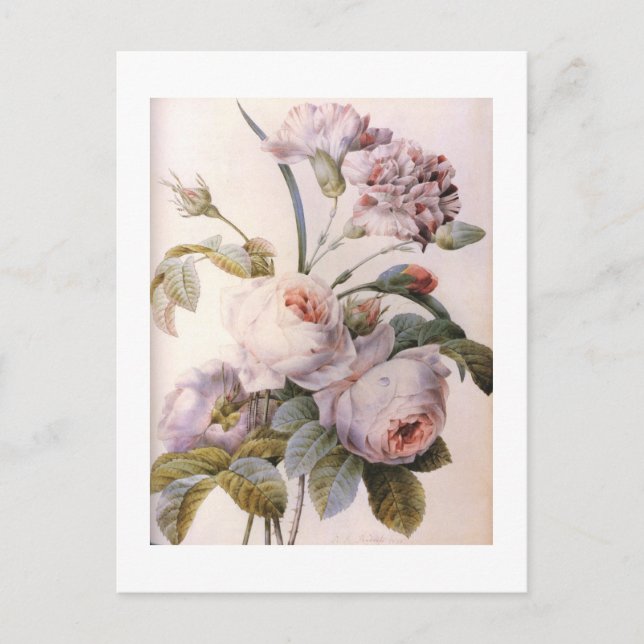 Carte Postale Illustration botanique vintage, rose rose (Devant)