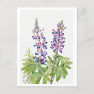 Carte postale Illustration botanique violette Lupi