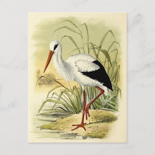 Carte Postale Illustration cigogne (Devant)