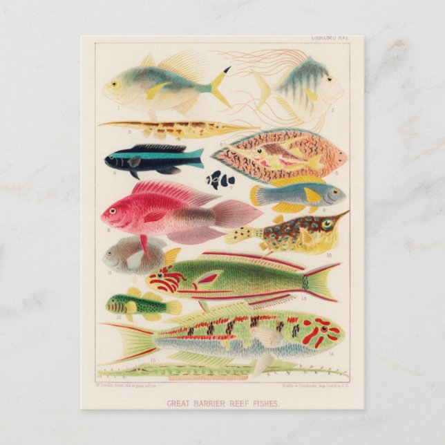 Carte postale Illustration classique (Devant)