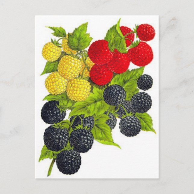 Carte postale Illustration classique (Devant)