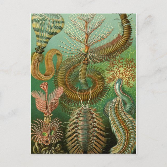 Carte postale Illustration classique (Devant)